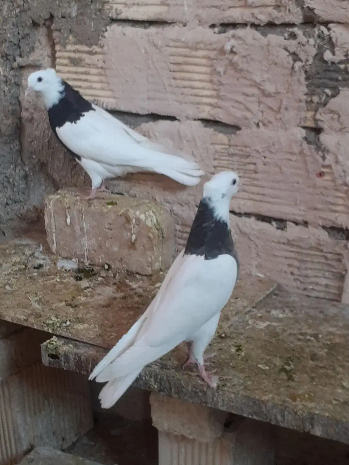 کبوتر طوقی کله دم سبز سرخ|پرنده|برخوار, |دیوار