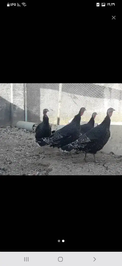 ۵ عدد بوقلمون ماده بزرگ|حیوانات مزرعه|شهرکرد, |دیوار