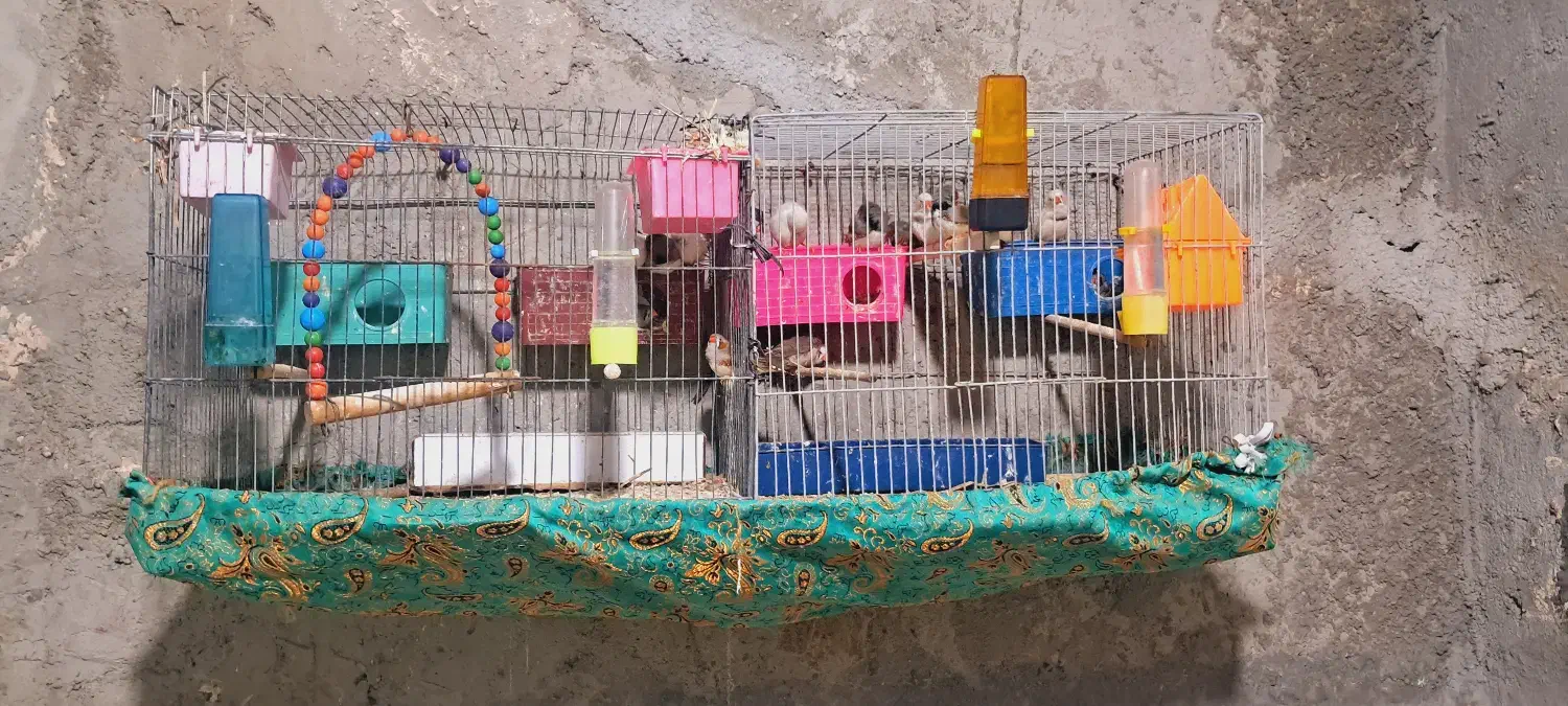 فنچ|پرنده|بندرعباس, |دیوار