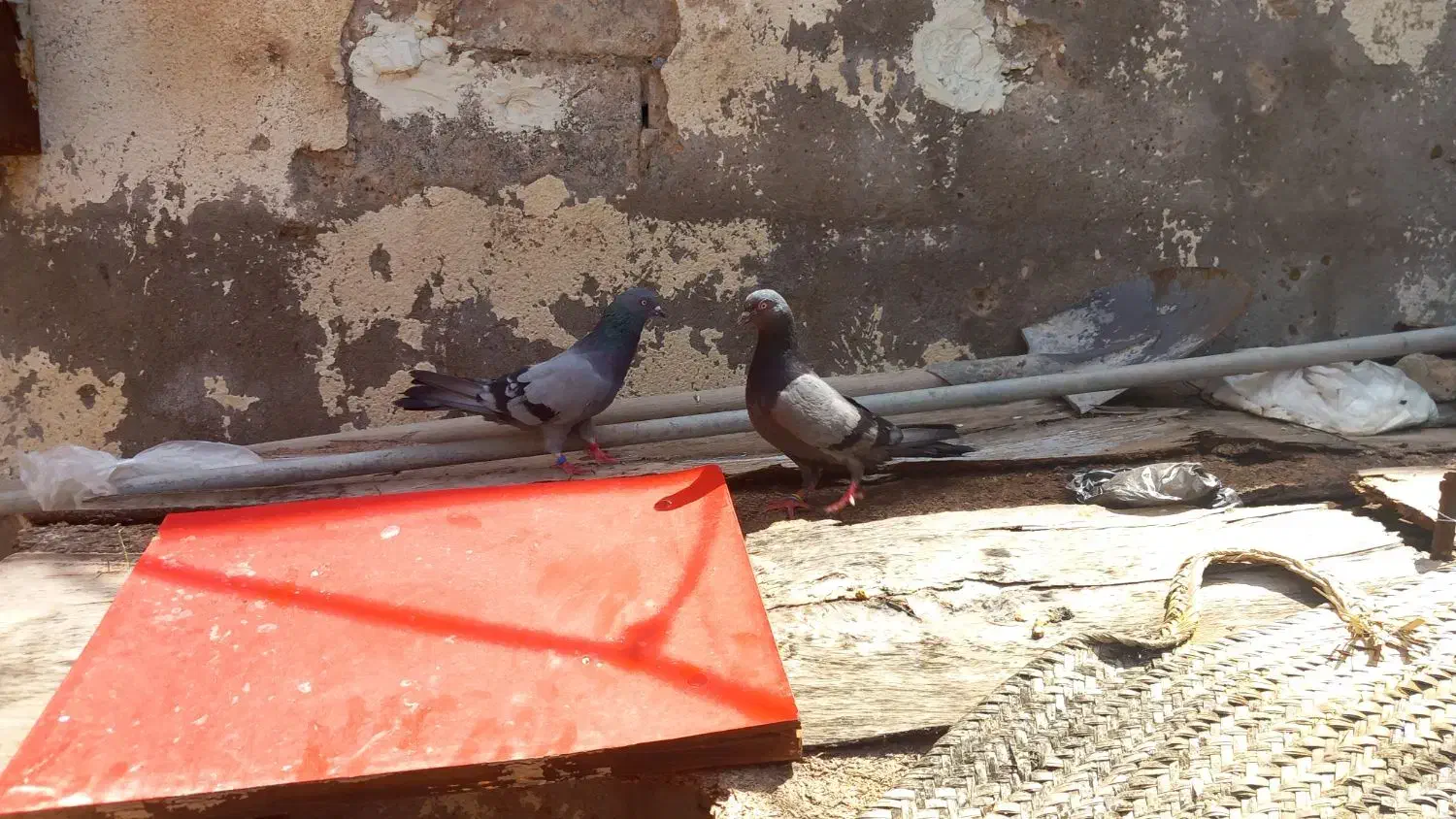 تیدی|پرنده|چمران, |دیوار