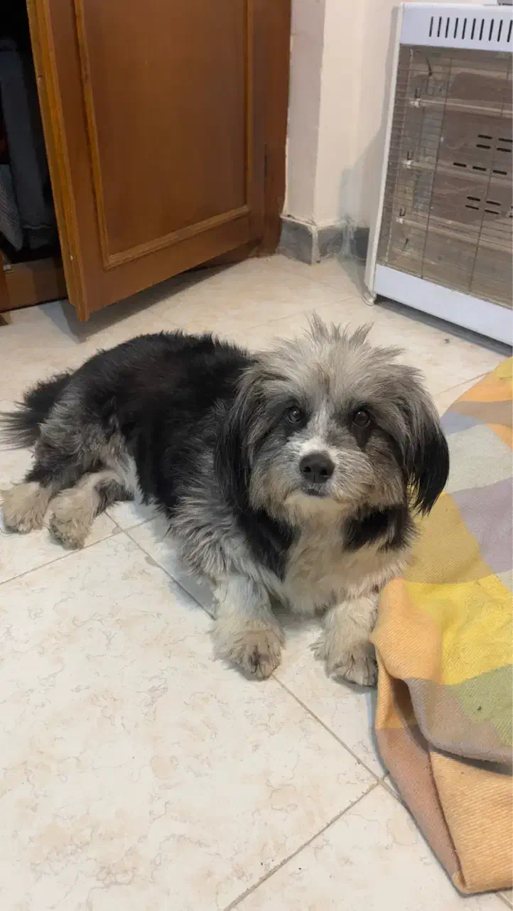 واگذاری حیوان خانگی|سگ|لاهیجان, قیام|دیوار