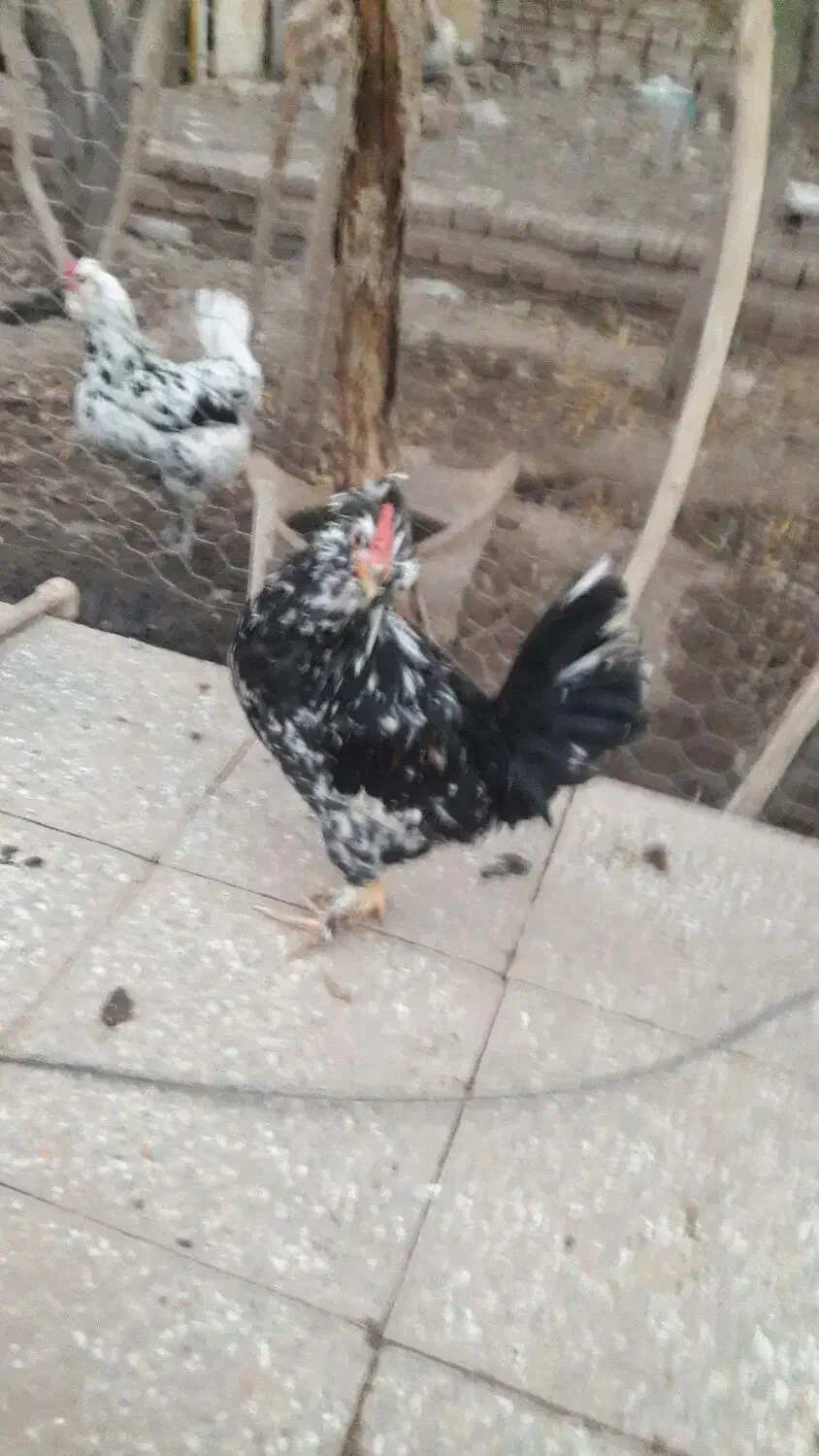 تخم نطفه دارگلین وخروس ونیمچه خروس گلین|حیوانات مزرعه|زرند, |دیوار