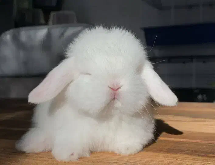 خرگوش پیدا شده|حیوانات|خمینی‌شهر, |دیوار