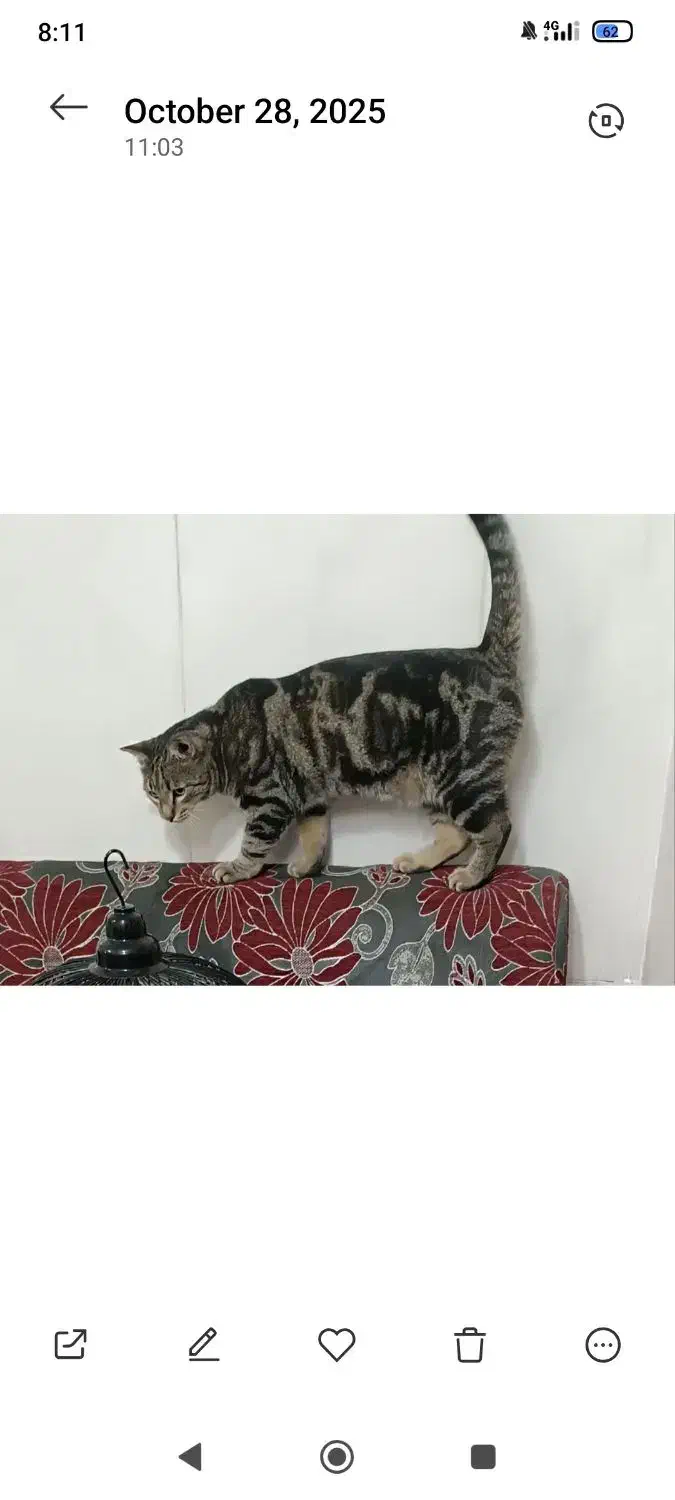 گربه گمشده|حیوانات|مشهد, کارگران|دیوار