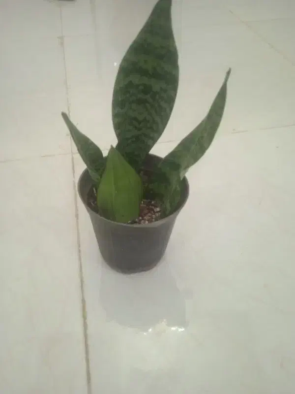 سانسوریا|گل و گیاه طبیعی|بیرجند, |دیوار