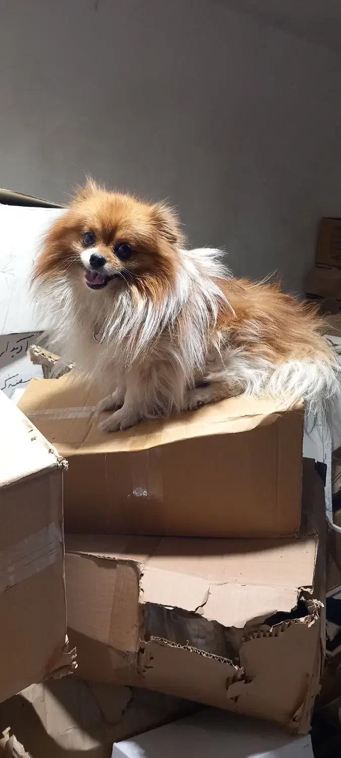 سلام دوست عزیز سگم گمشده|حیوانات|آبادان, |دیوار