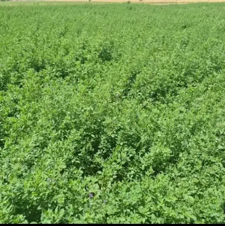 تخم علف محلی بمی|عمده‌فروشی|بم, |دیوار