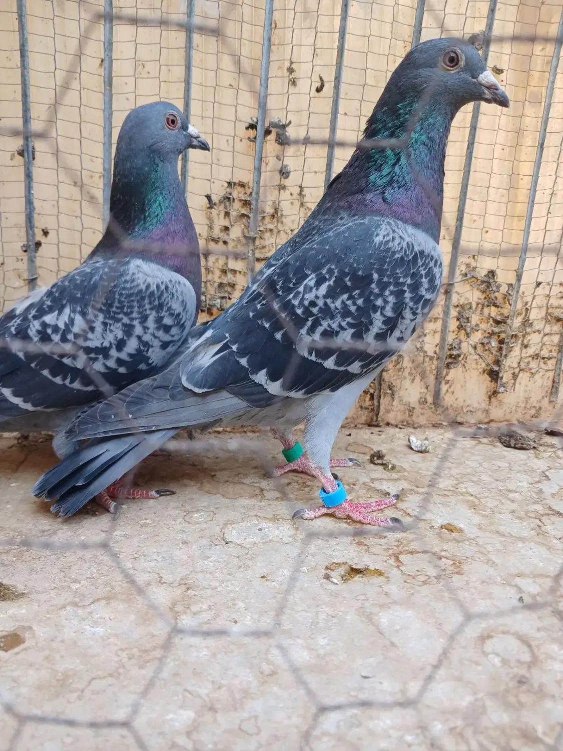 نرو ماده مسافتی|پرنده|بیرجند, |دیوار