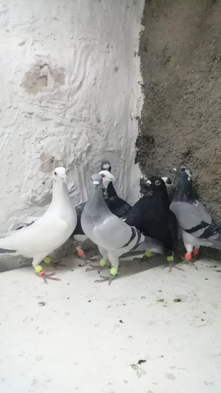 کبوترآلمانی وکرمونی|پرنده|تربتحیدریه, ۴۵ متری|دیوار