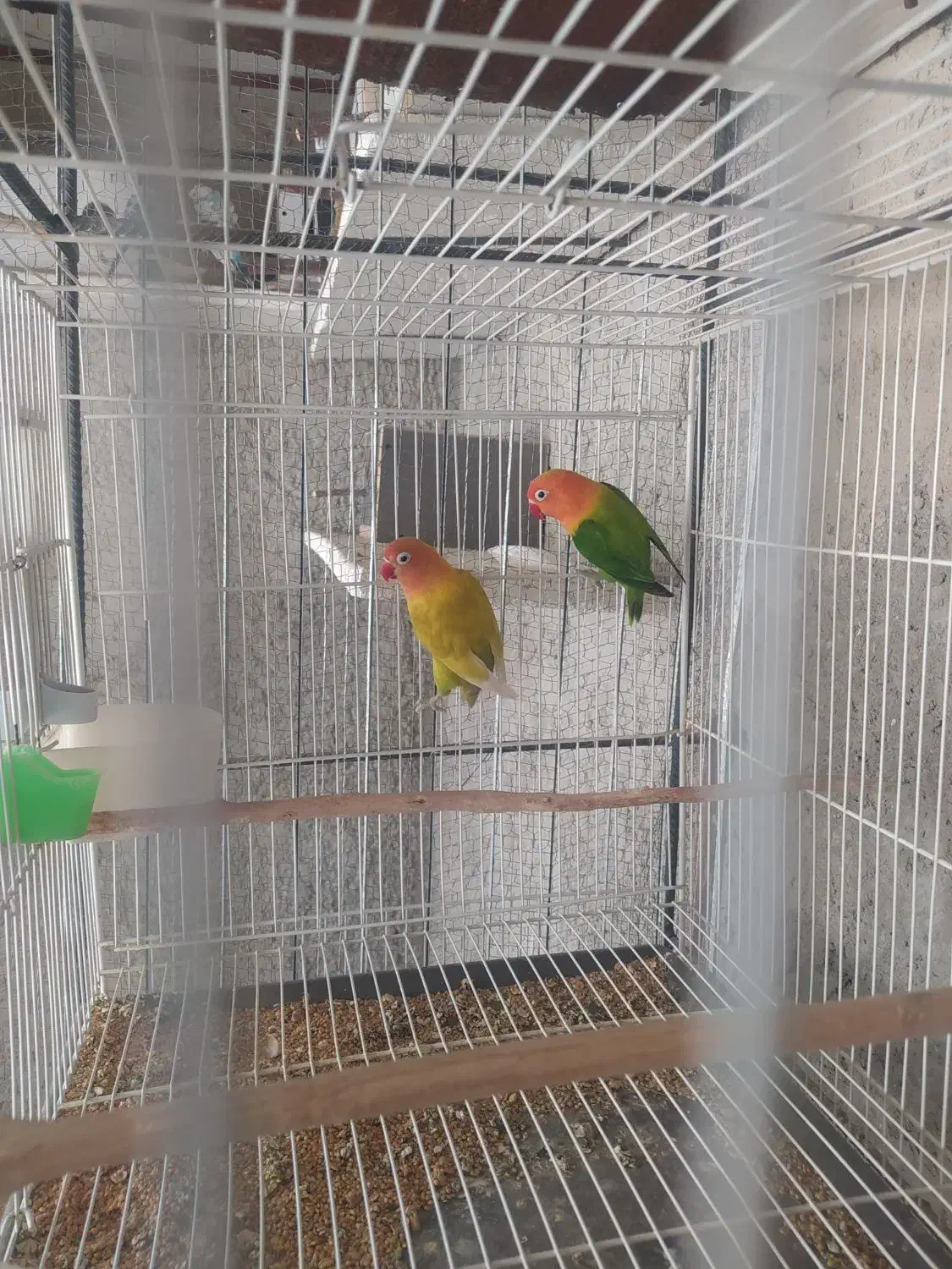 کوتوله|پرنده|سراوان, |دیوار