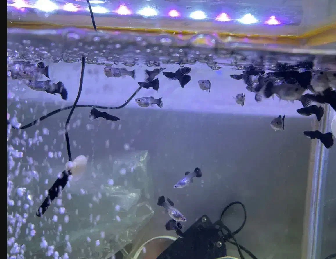 گوپی|ماهی|ماکو, |دیوار