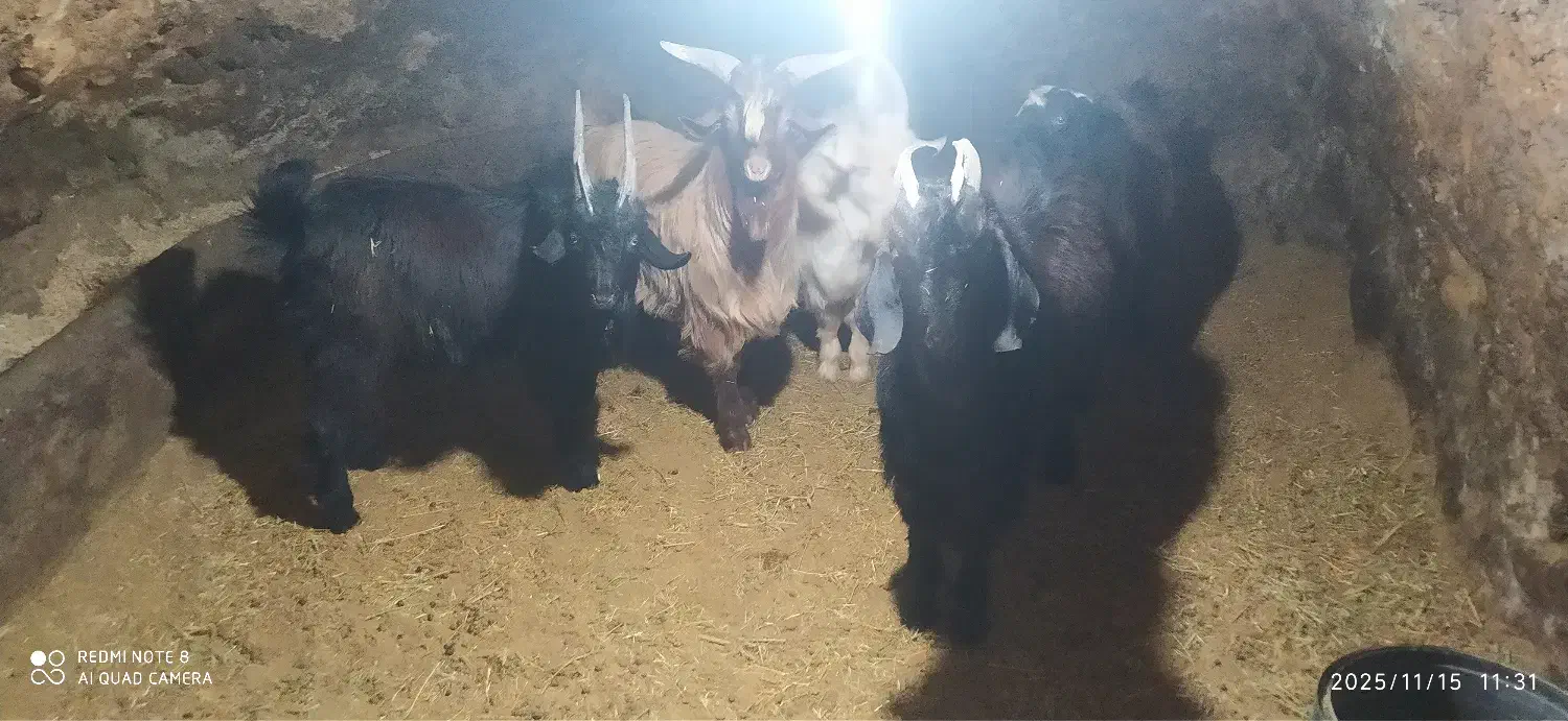 بزغاله|حیوانات مزرعه|آوج, |دیوار