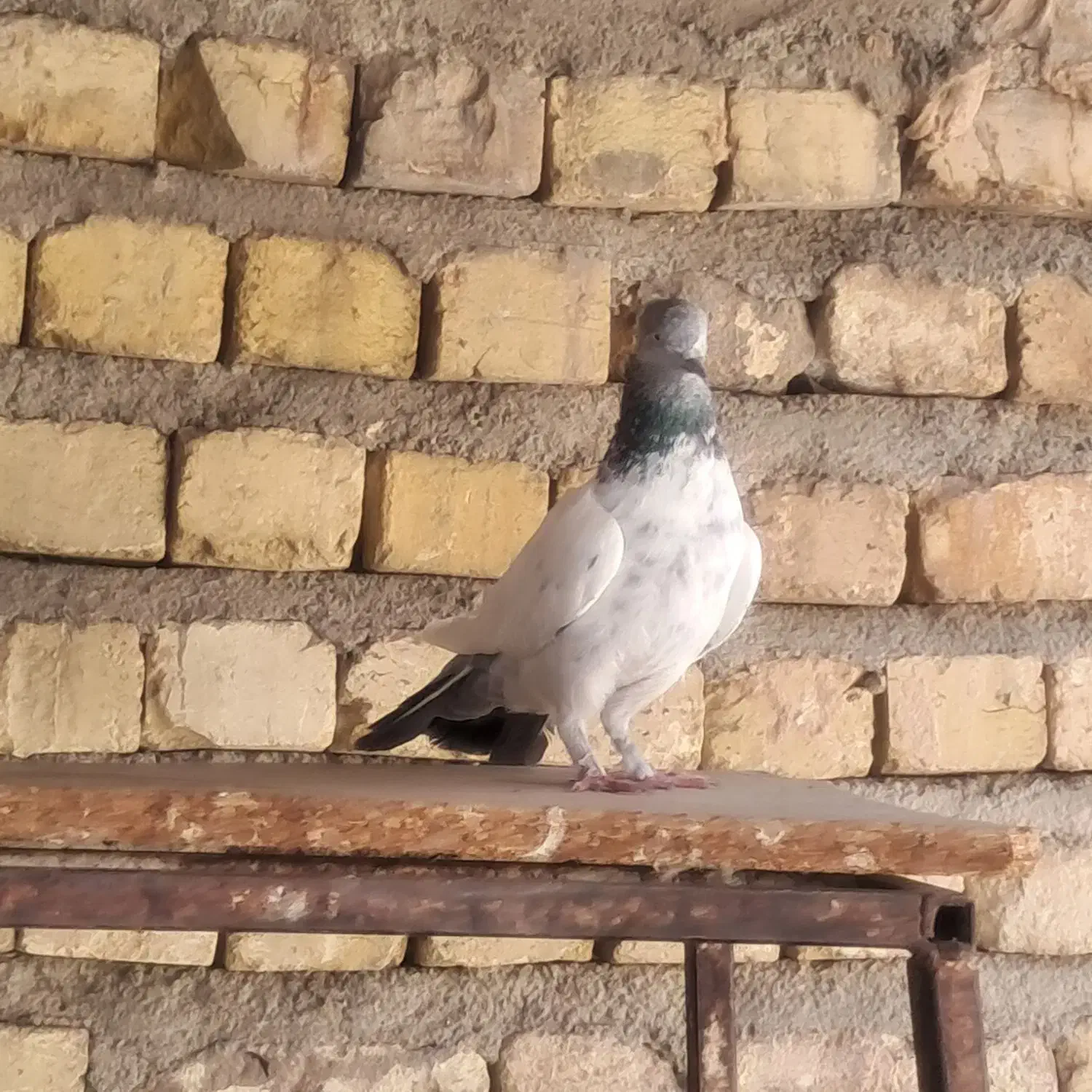 کبوتر|پرنده|شیراز, گلشن|دیوار
