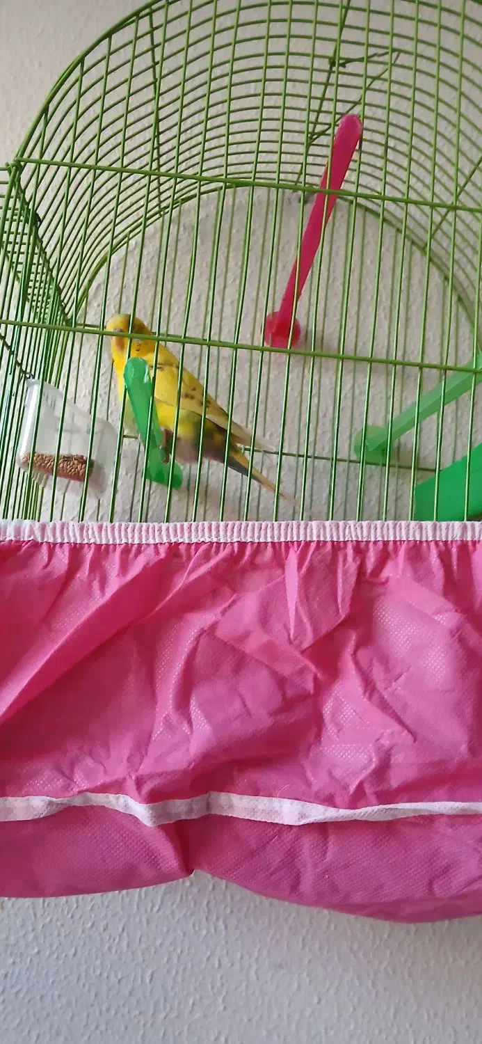 مرغ عشق ۸ ما هه ماده زیبا و خوش رنگ|پرنده|شاهین‌شهر, شهرک گلدیس|دیوار