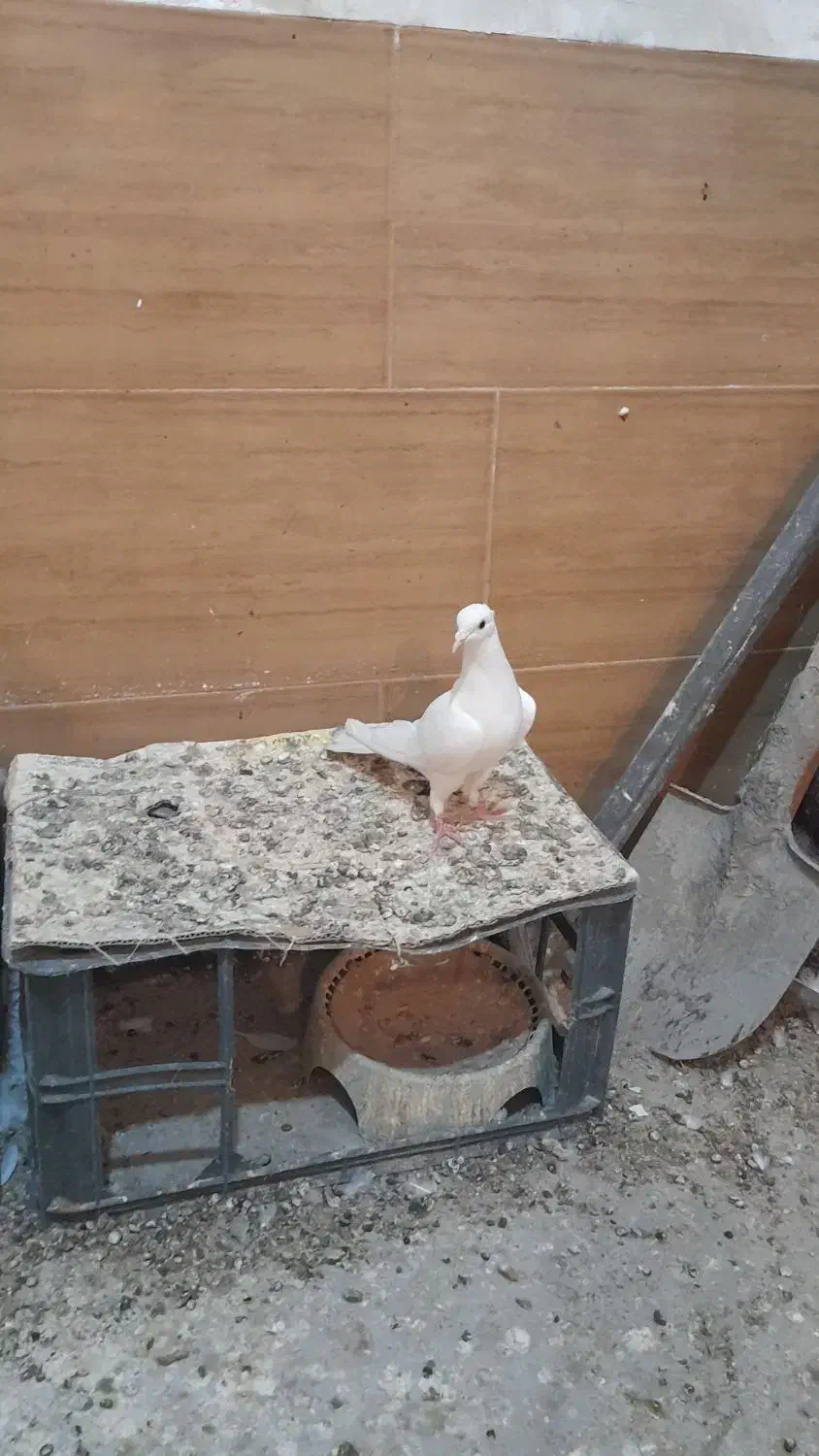 کبوترهای طوقی نروماده بفروش می رسد|پرنده|سوسنگرد, |دیوار