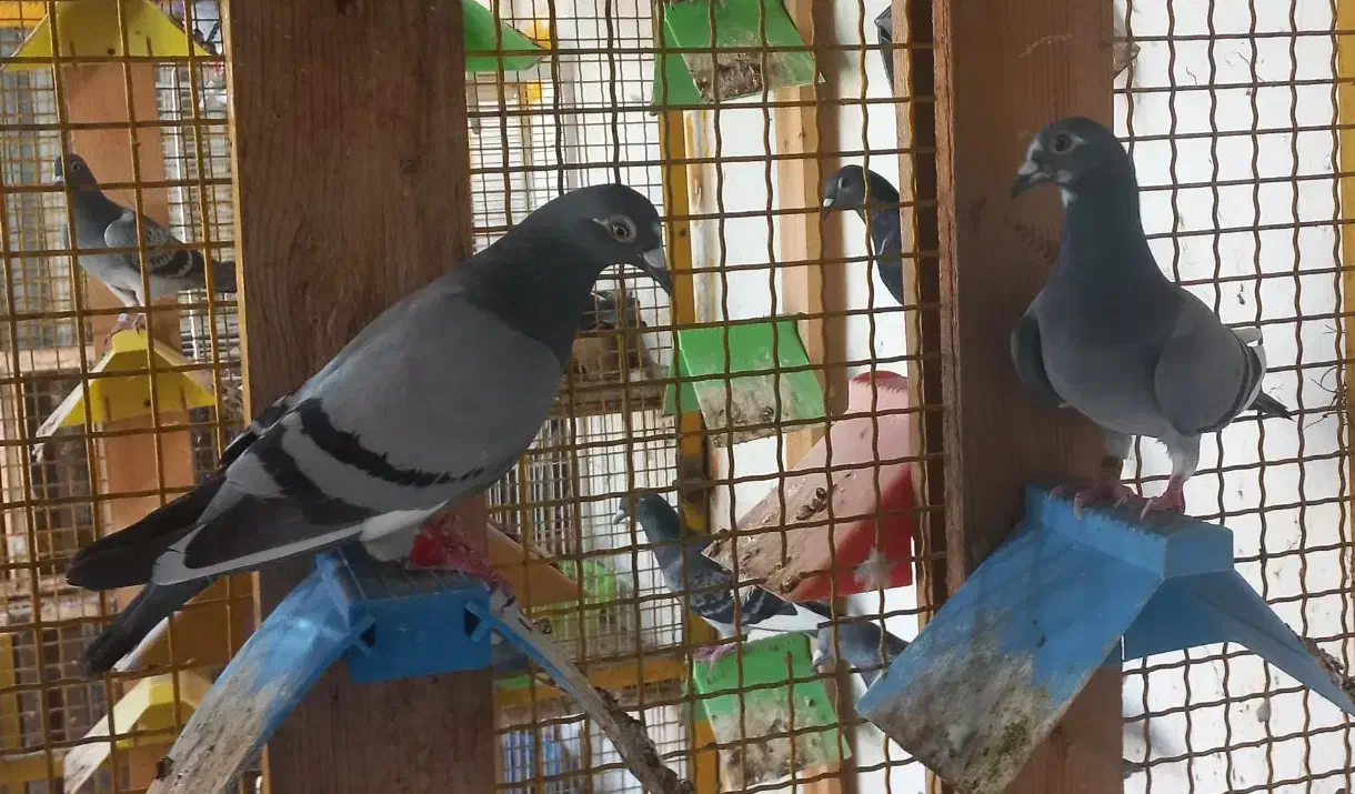 پلاکی|پرنده|چغادک, |دیوار