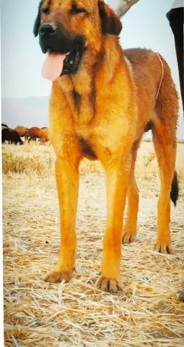 سگ نر گمشده|حیوانات|اسدآباد, |دیوار