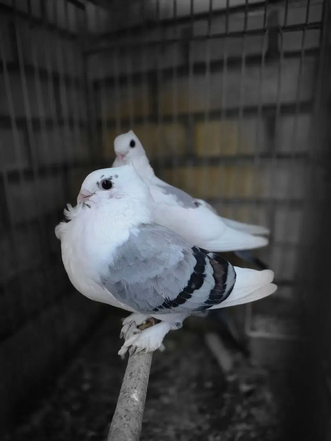 کبوتر|پرنده|کرج, کوی امامیه|دیوار