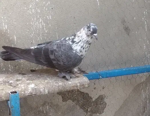 کبوتر پرشی|پرنده|قائم‌شهر, |دیوار