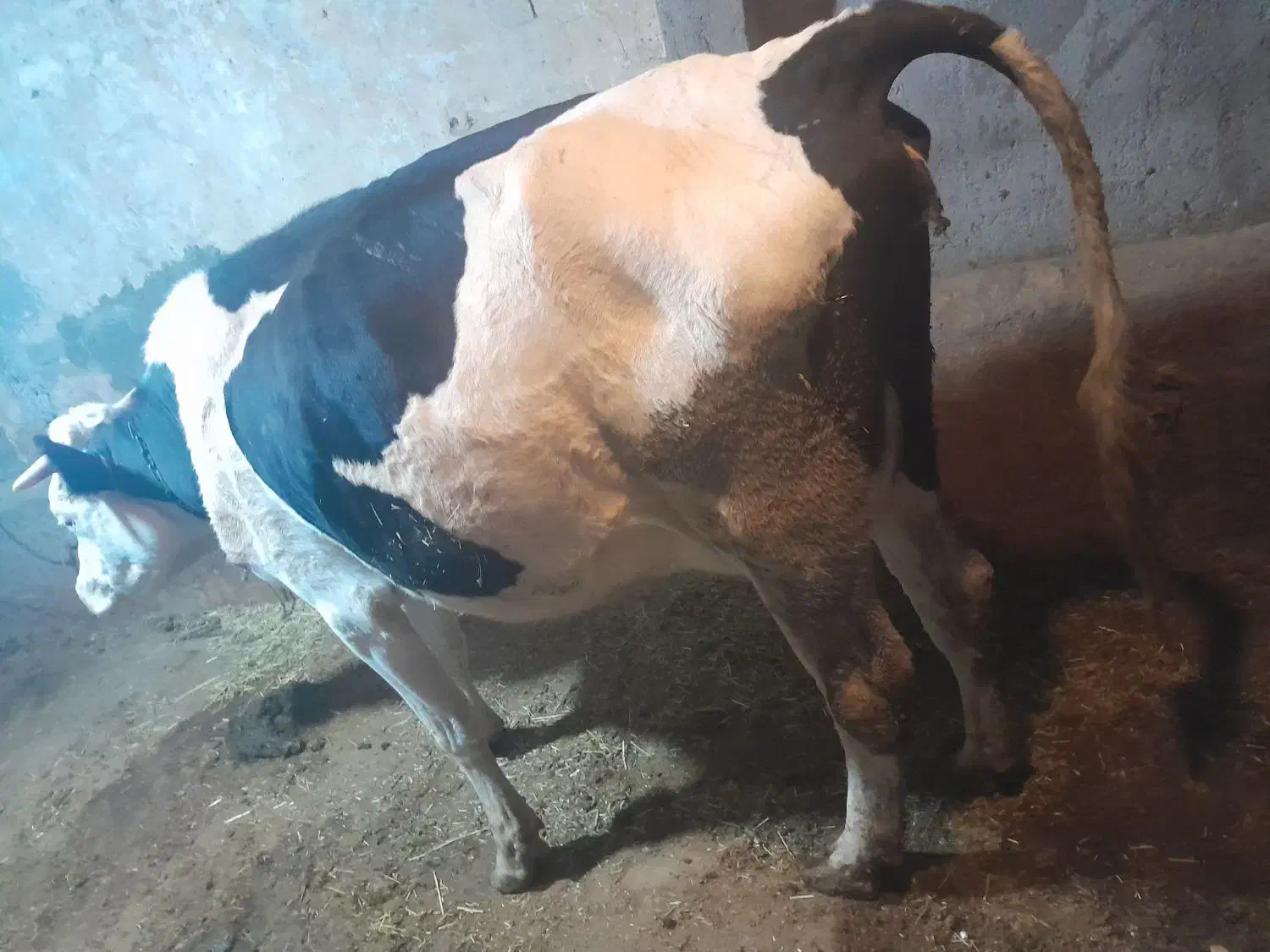 گاو و گوساله|حیوانات مزرعه|دیواندره, |دیوار