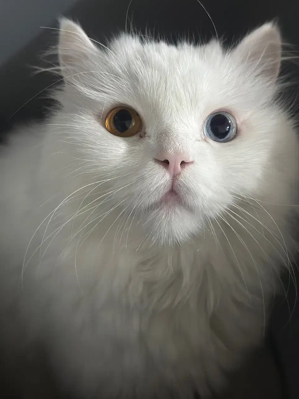 گربه پرشین چشم هیتروکروما|گربه|کرمان, |دیوار