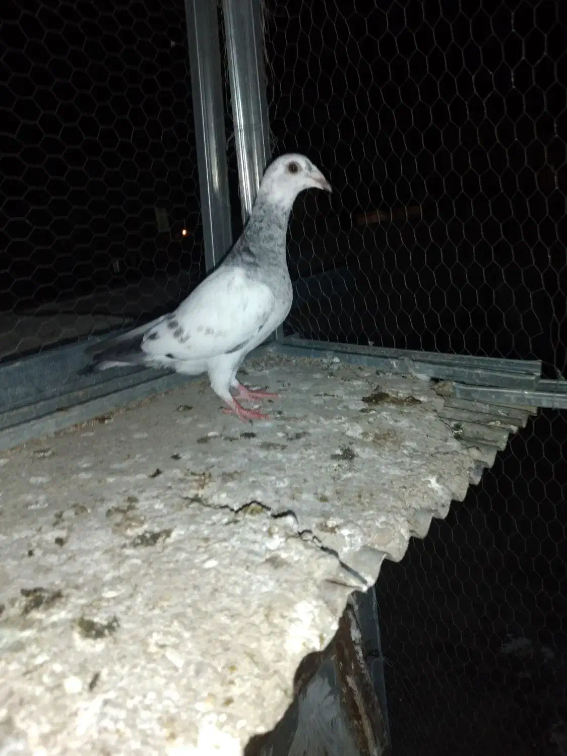 پرنده کبوتر سوسکی سبز|پرنده|گنبد کاووس, |دیوار