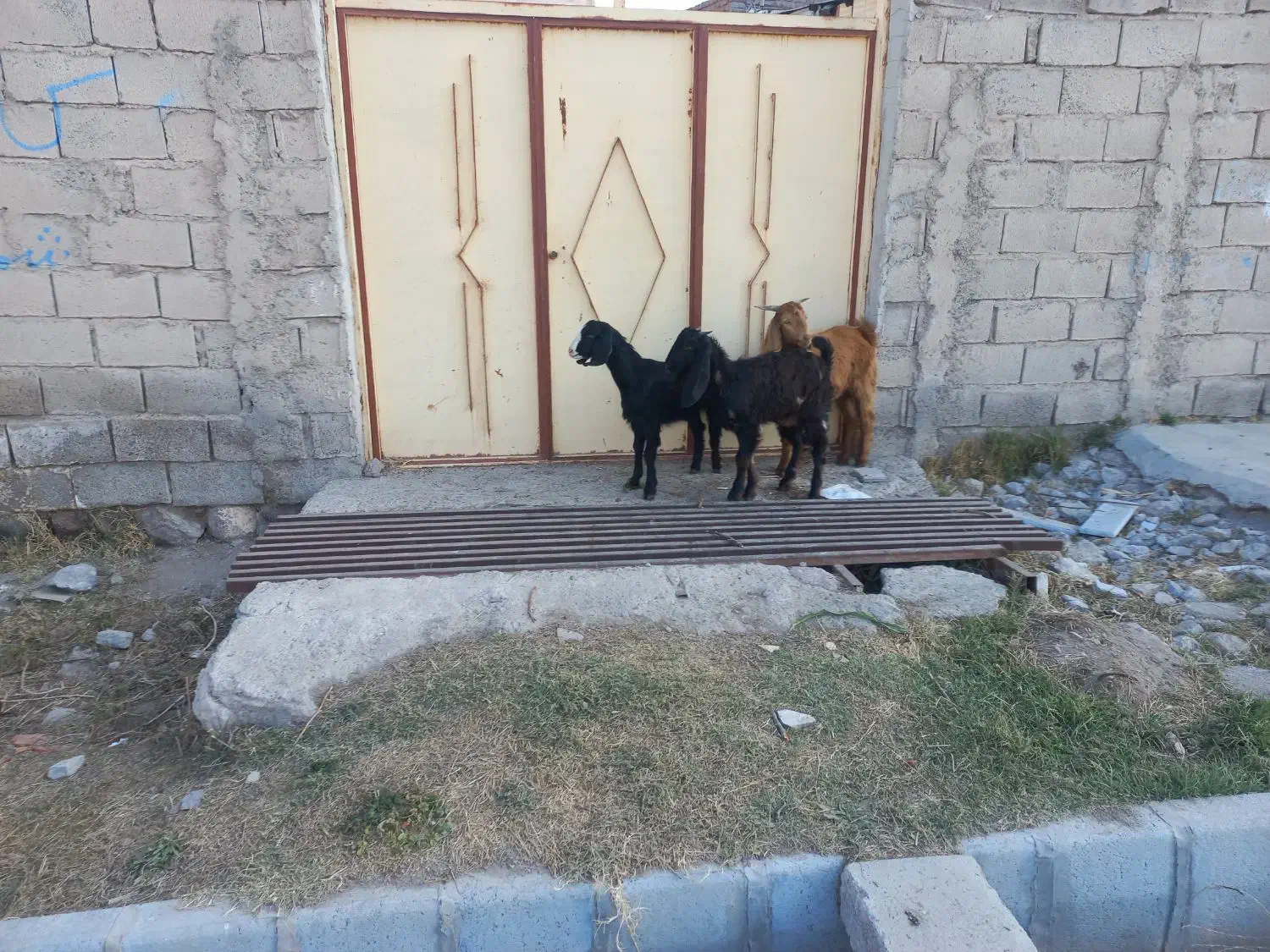 ۳راس بزغاله درمشگین شهر|حیوانات مزرعه|مشگین شهر, |دیوار