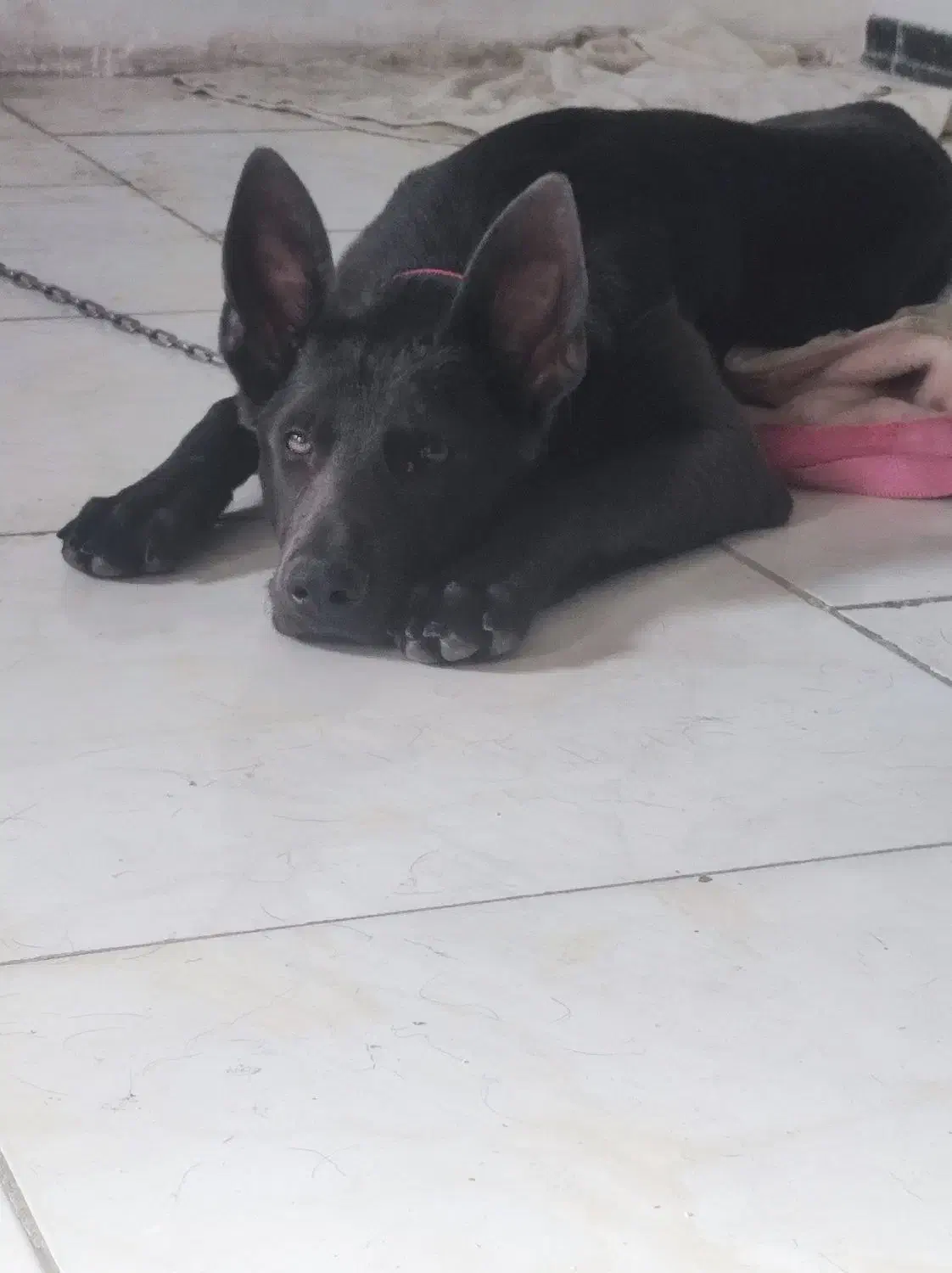 واگذاری ژرمن شپرد ورک لاین ماده|سگ|پردیس, فاز ۲|دیوار