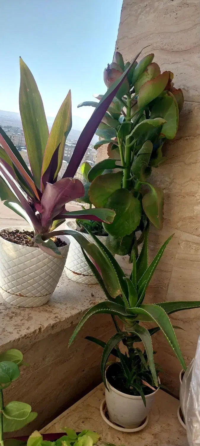 گل خانگی طبیعی|گل و گیاه طبیعی|زنجان, |دیوار