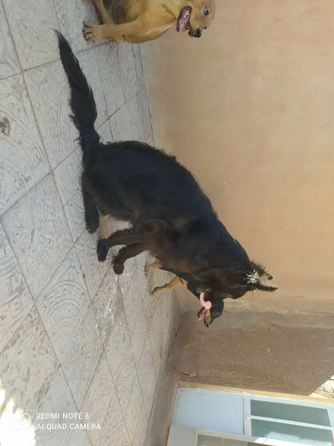 سگ ژرمن بلک نر|سگ|کرمان, |دیوار