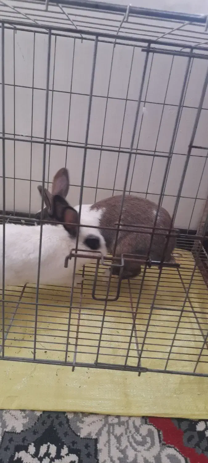 خرگوش نرو ماده|موش و خرگوش|پرند, فاز ۵|دیوار