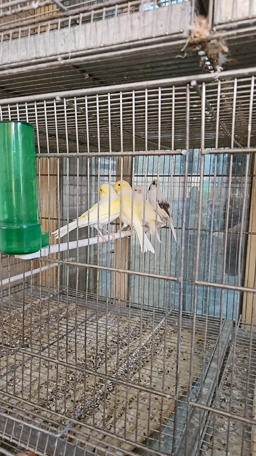 قناری اورجینال ترکیه ای|پرنده|شهریار, رزکان|دیوار