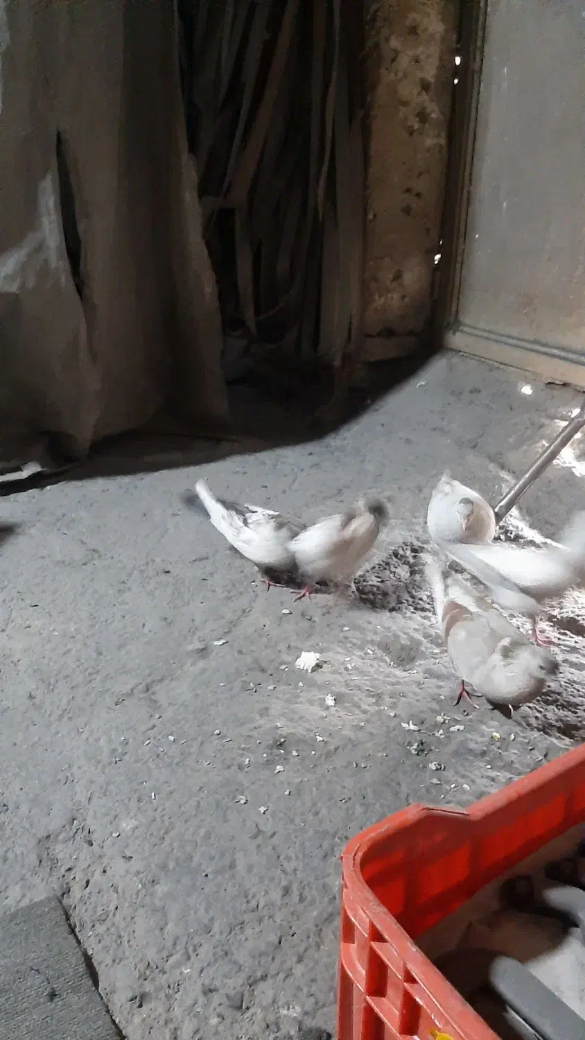 کبوتر|سگ|پاکدشت, خاتون آباد|دیوار