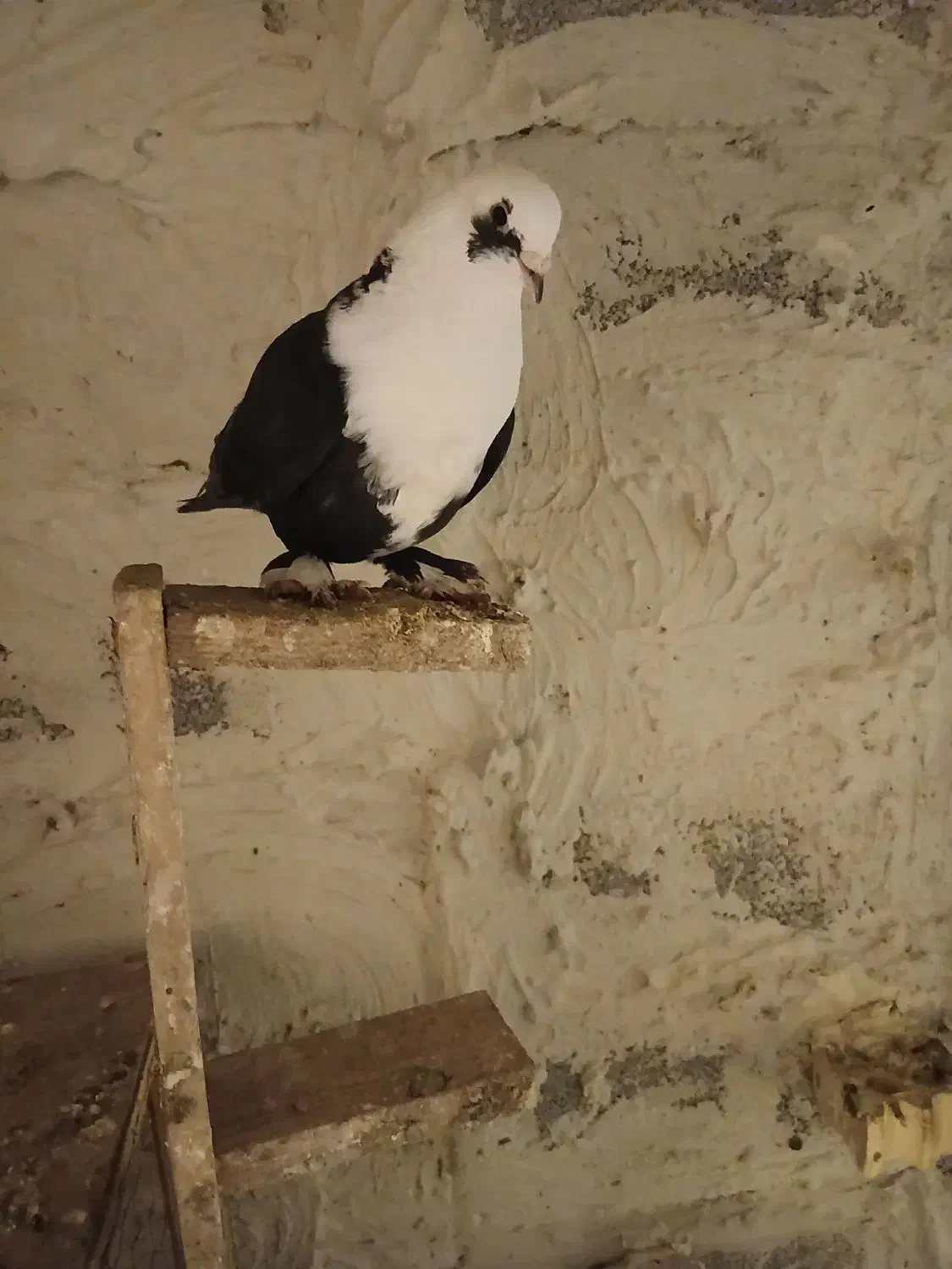 ۱۳۰۰|حیوانات|رامهرمز, |دیوار