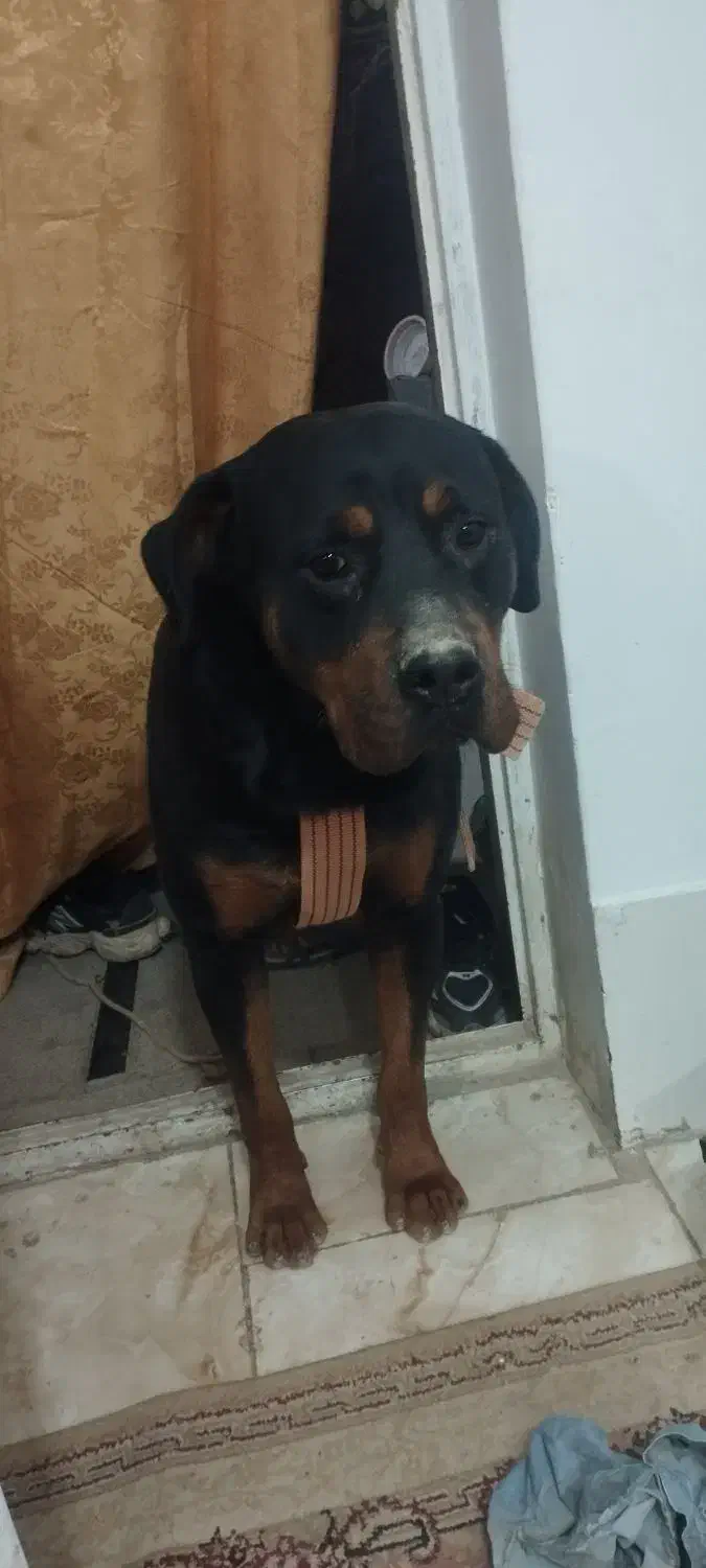 واگذاری سگ روتوایلر|سگ|صباشهر, |دیوار