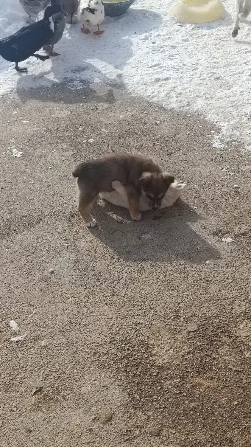 پاکوتاه دوماهه|سگ|مراغه, |دیوار