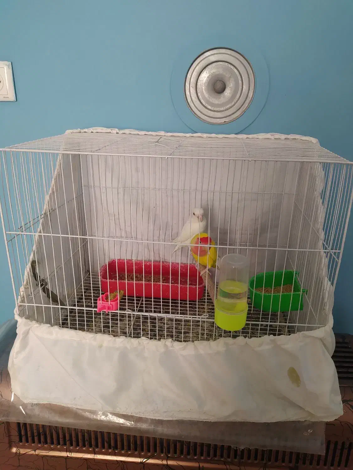 قفس|لوازم جانبی حیوانات|طرقبه, |دیوار