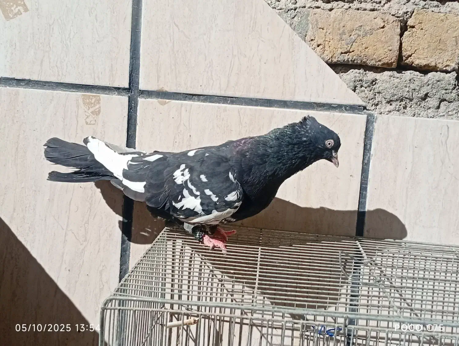 یک جفت سینه|پرنده|تربت‌حیدریه, ۴۵ متری|دیوار