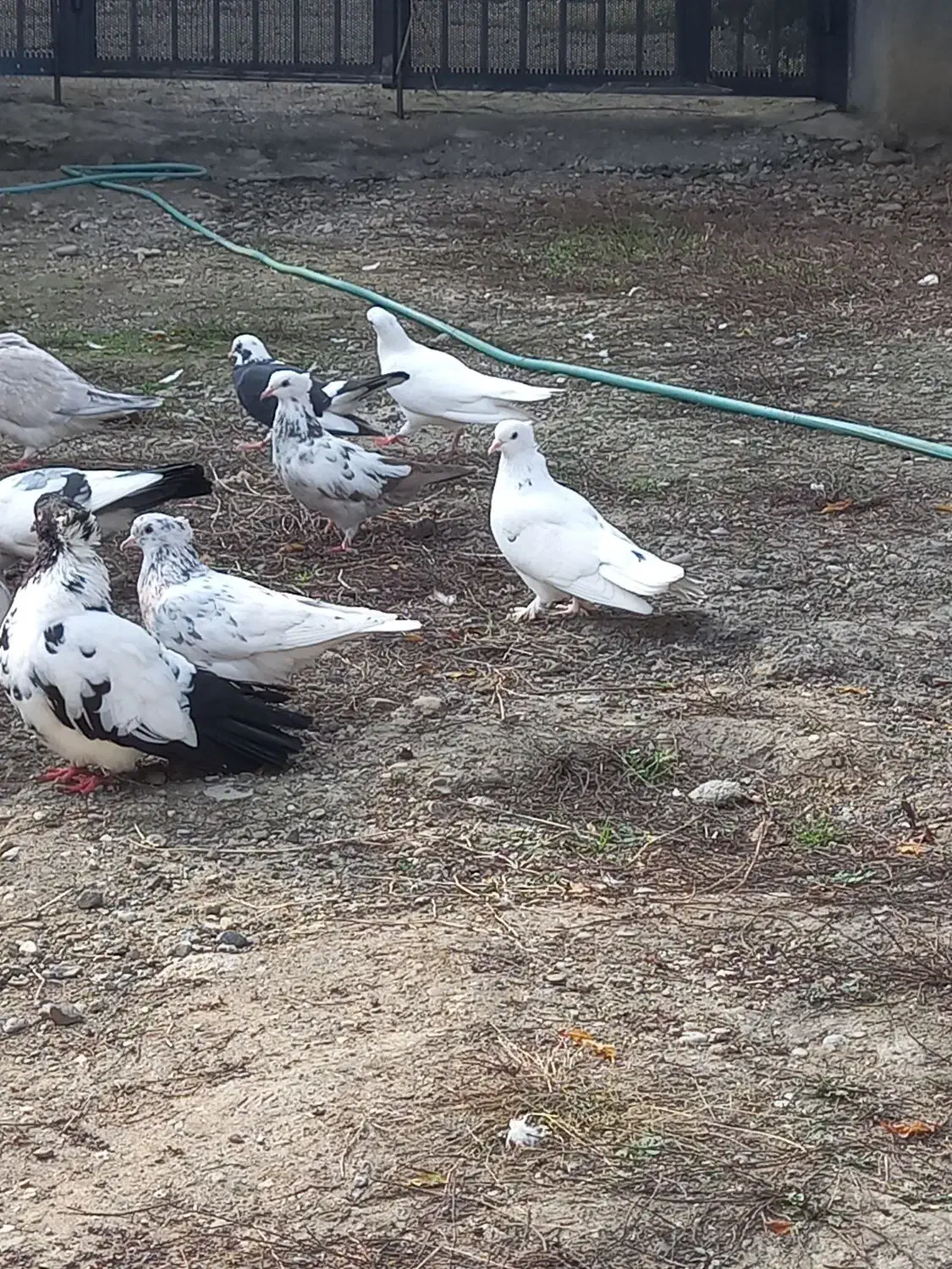 فروش کبوتر|پرنده|تنکابن, |دیوار