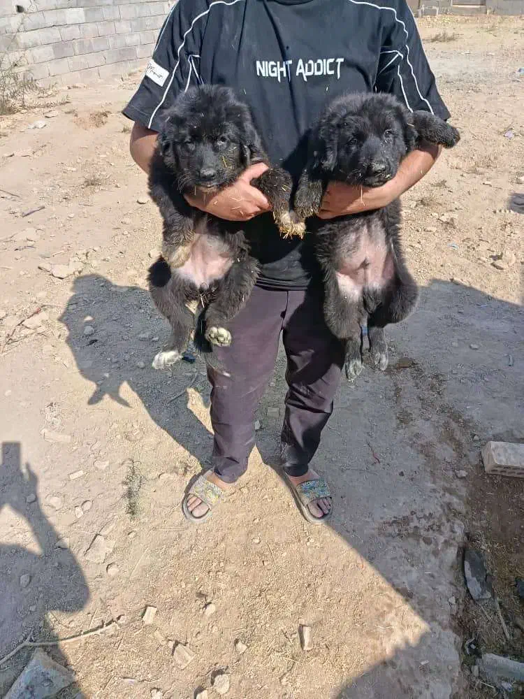 سگ بومی|سگ|اصفهان, منتظرالمهدی|دیوار