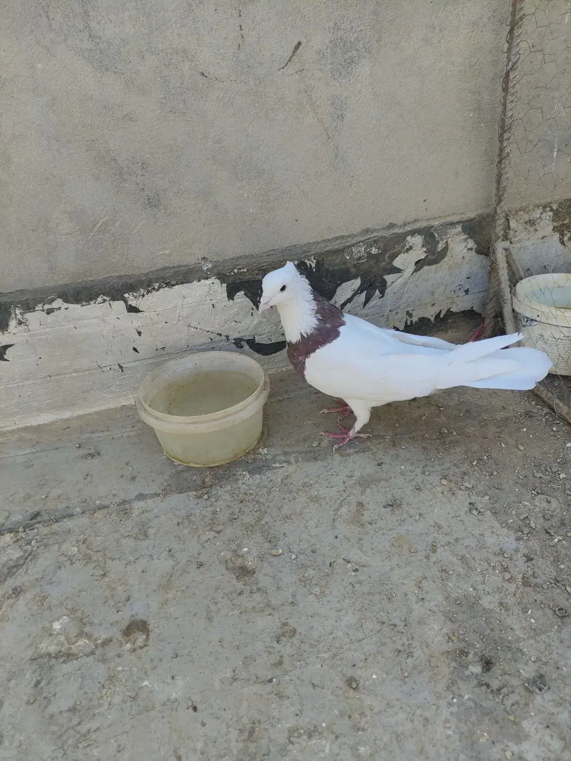 طوقی نر بدون عیب|پرنده|آباده, |دیوار