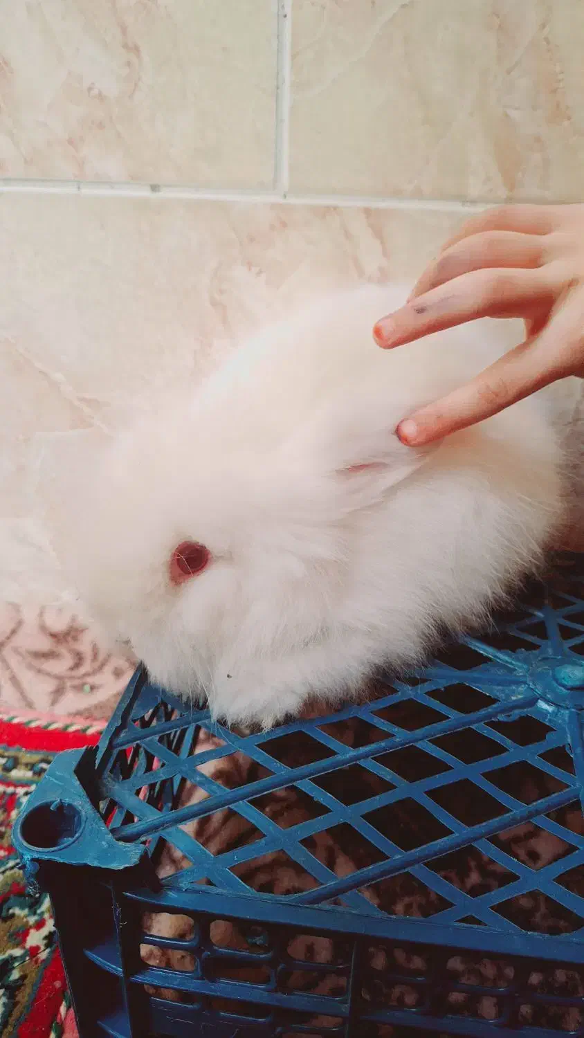 بچه خرگوش لوپ سفید چشم قرمز|موش و خرگوش|کرمان, |دیوار