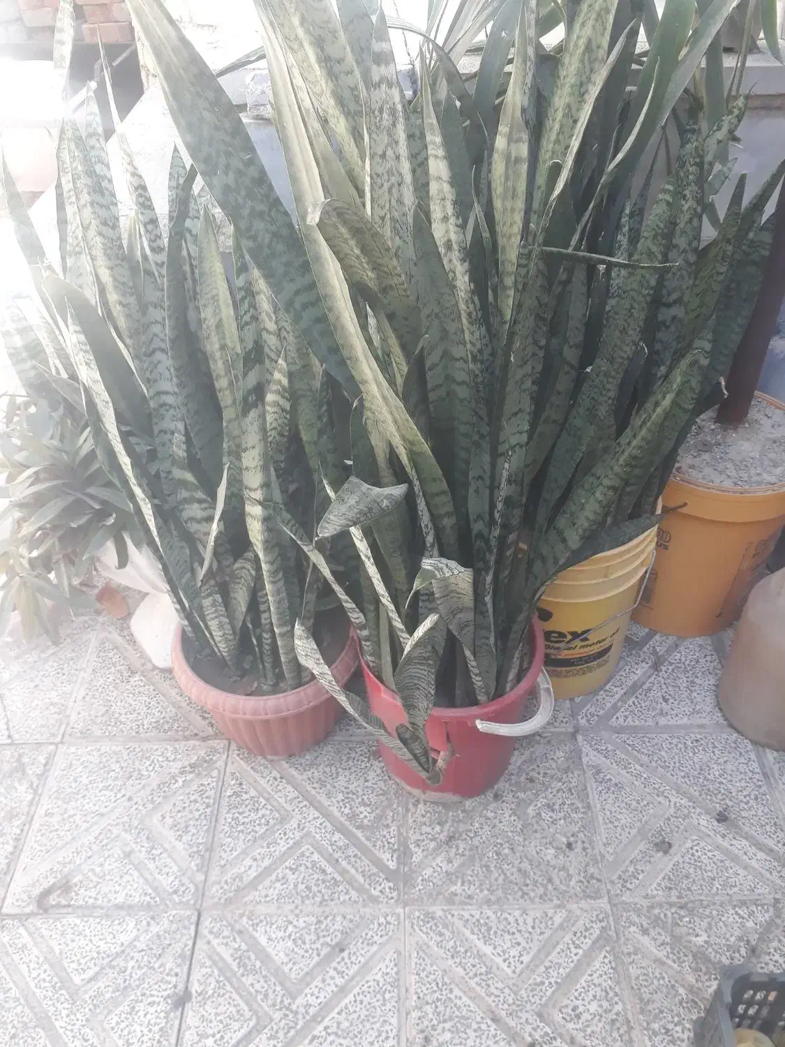 گل سانسریا|گل و گیاه طبیعی|ارزوئیه, |دیوار