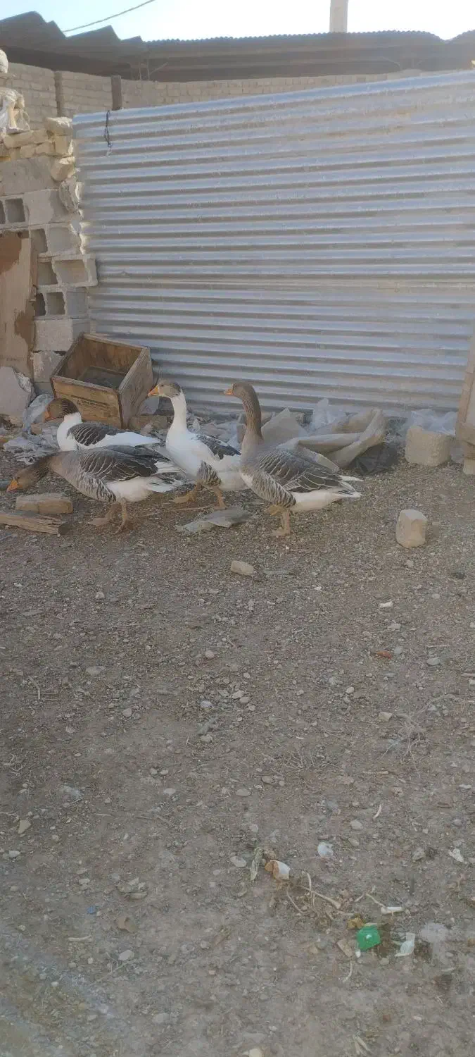 غاز|حیوانات مزرعه|مرودشت, استادیوم‎|دیوار