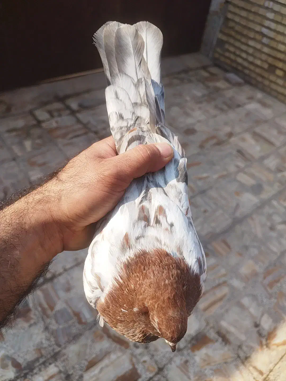 کبوتر کله ای|پرنده|کارون, |دیوار