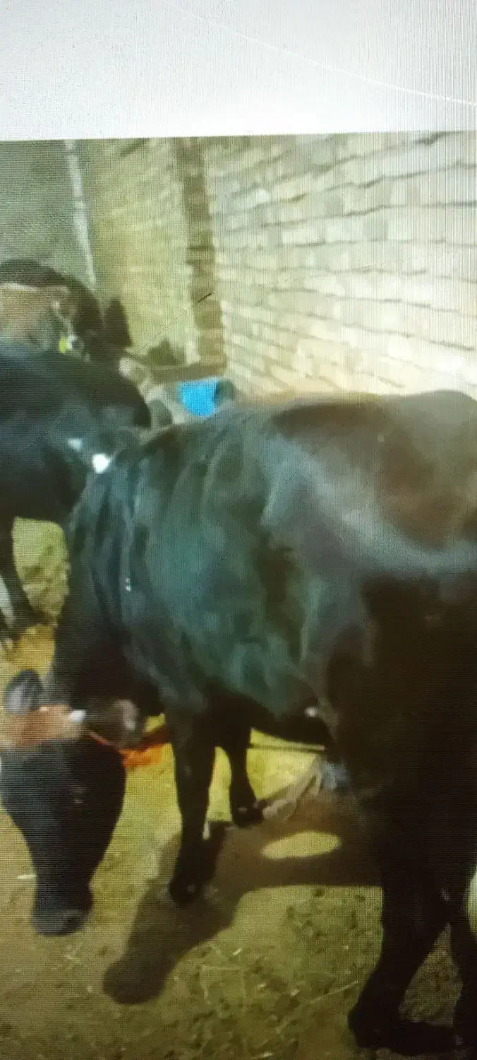 انواع گاو و گوساله گوشتی و داشتی|حیوانات مزرعه|تبریز, |دیوار