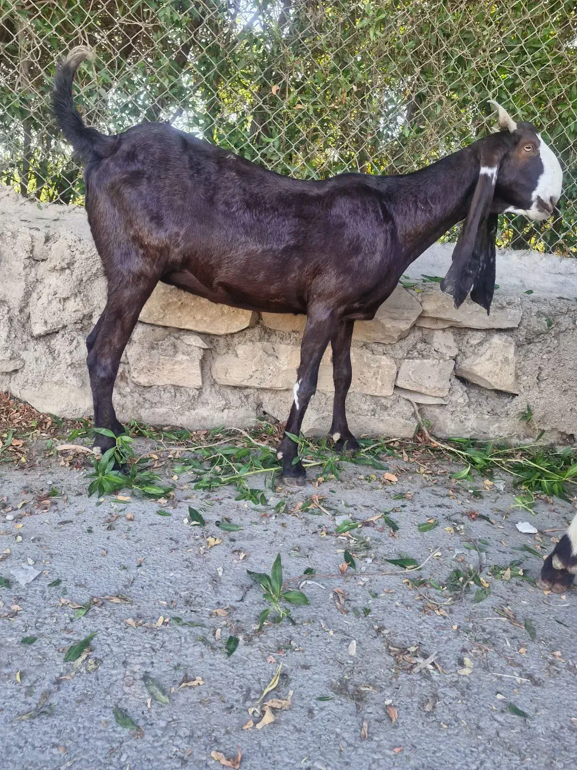 بزافغانی اصل دماغ طوطی زیرگلودارآبستن|حیوانات مزرعه|شوشتر, |دیوار