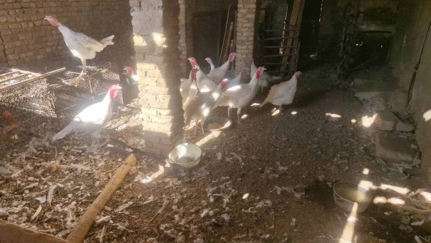 بوقلمون|حیوانات مزرعه|سبزوار, ابارش|دیوار