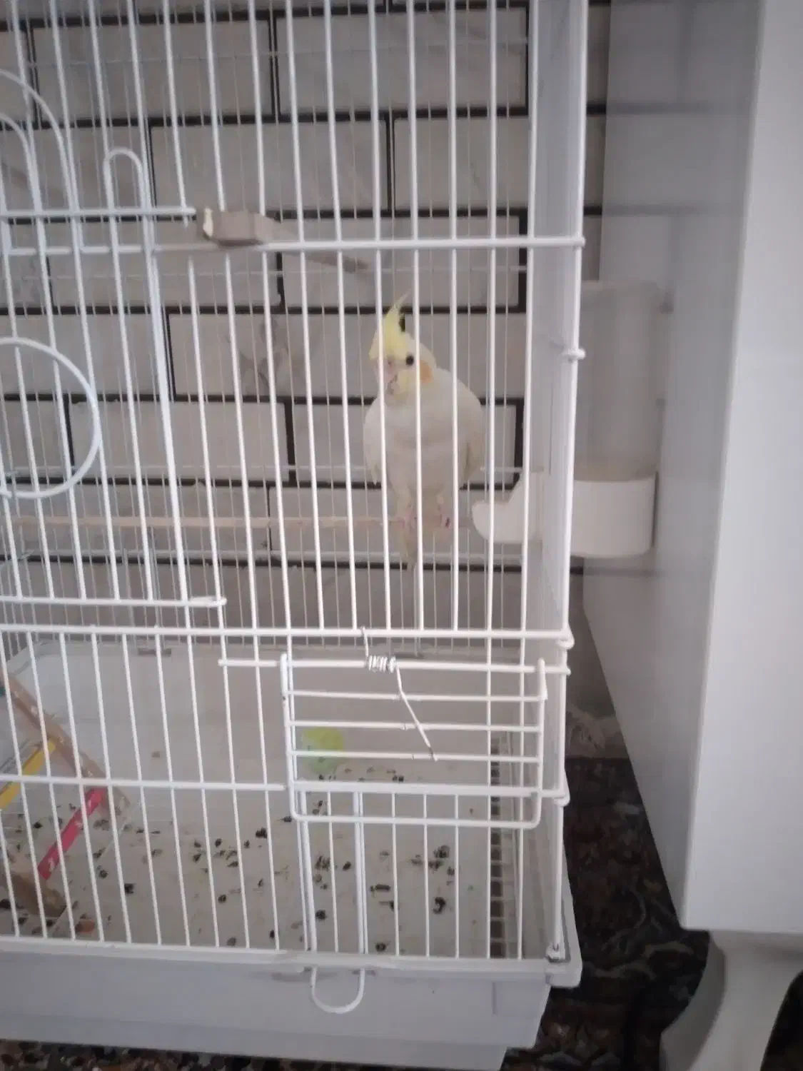 عروس هلندی لوتینو|پرنده|شوش, |دیوار