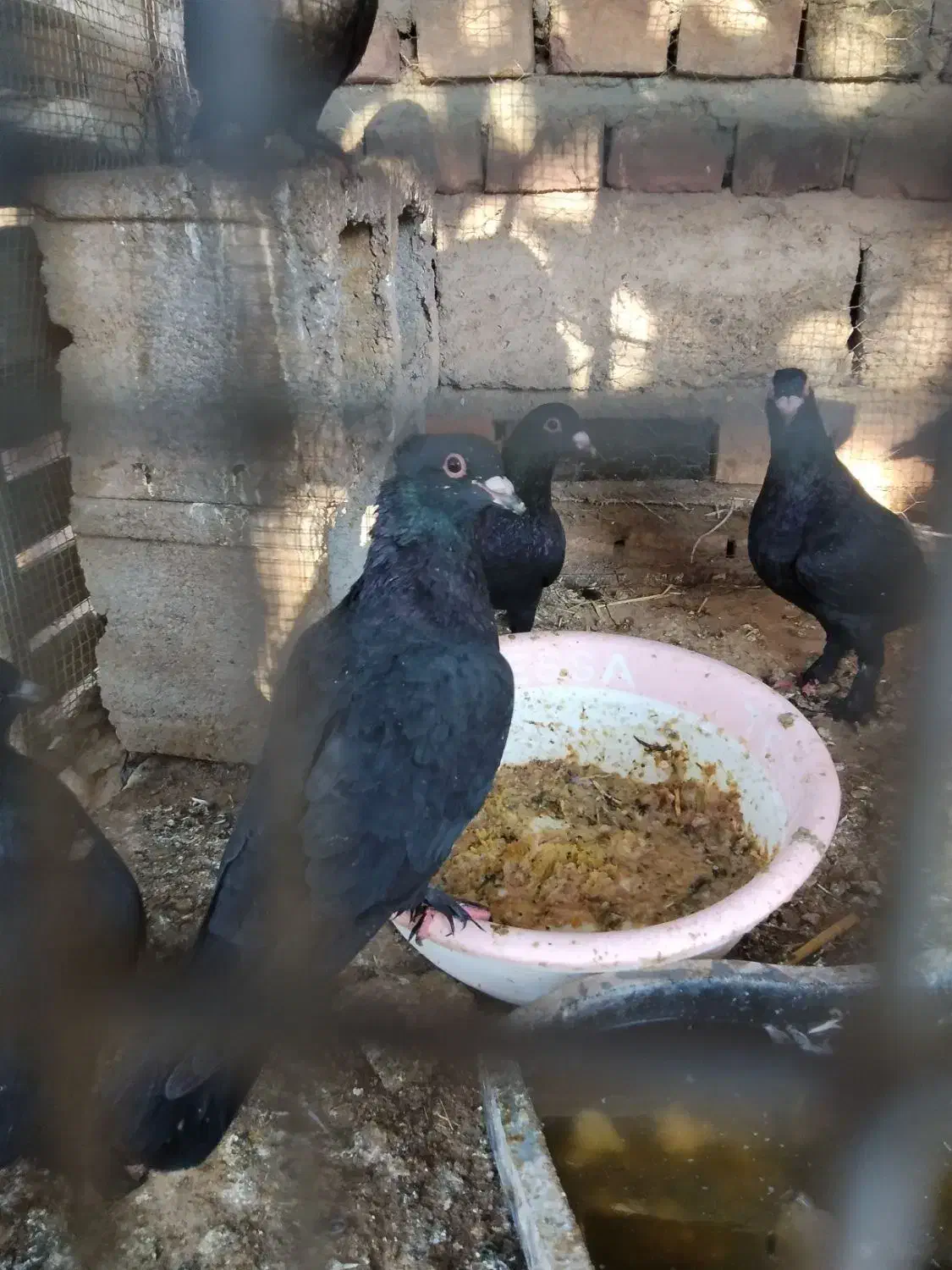 کبوتر زاغ سیستان|پرنده|خاش, |دیوار